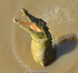 Saltwater crocodile. Adelaide River. Not really a dive si... by Morgan Ashton 